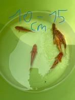 Koi 10-15 cm €1 per cm, Animaux & Accessoires, Poissons | Poissons d'étang, Carpe ou Koï