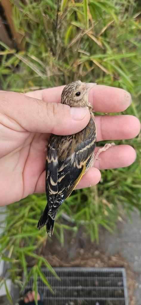 Jonge bastaard, Dieren en Toebehoren, Vogels | Overige Vogels, Mannelijk, Geringd