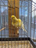 Noordse frisé kanaries, Dieren en Toebehoren, Vogels | Kanaries, Meerdere dieren, Postuurkanarie