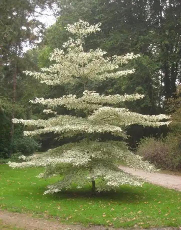 Gratis: cornus controversa, Tuin en Terras, Planten | Bomen, Overige soorten, 250 tot 400 cm, Volle zon, Zomer, Ophalen