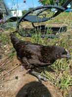 Mooie zwarte hen, Dieren en Toebehoren, Pluimvee