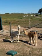 2 Alpaca hengsten te koop, Dieren en Toebehoren, Overige Dieren, Mei, Mannelijk