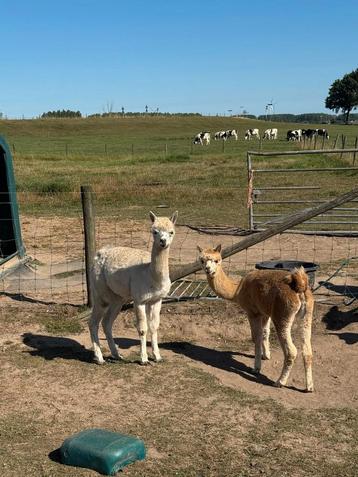2 Alpaca hengsten te koop beschikbaar voor biedingen