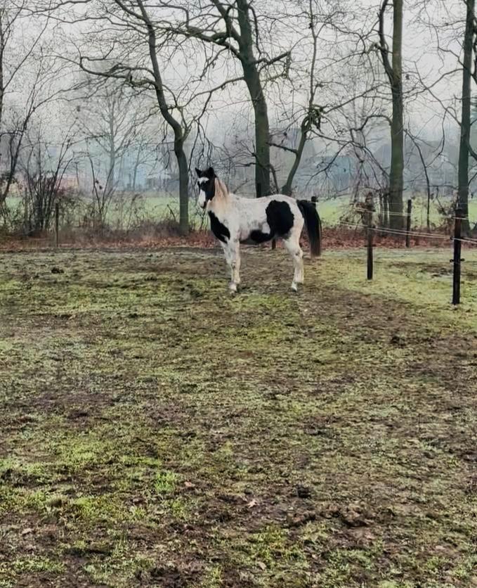 Ruin van 2jaar 8 maand te koop, Dieren en Toebehoren, Pony's, Ruin, Gechipt