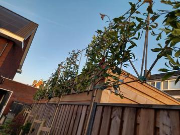 Leiboom photinia red robin stamhoogte 150 tot 200 cm beschikbaar voor biedingen