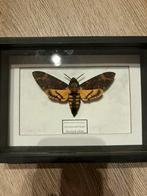 Taxidermie doodshoofdvlinder, Verzamelen, Dierenverzamelingen, Ophalen of Verzenden, Zo goed als nieuw