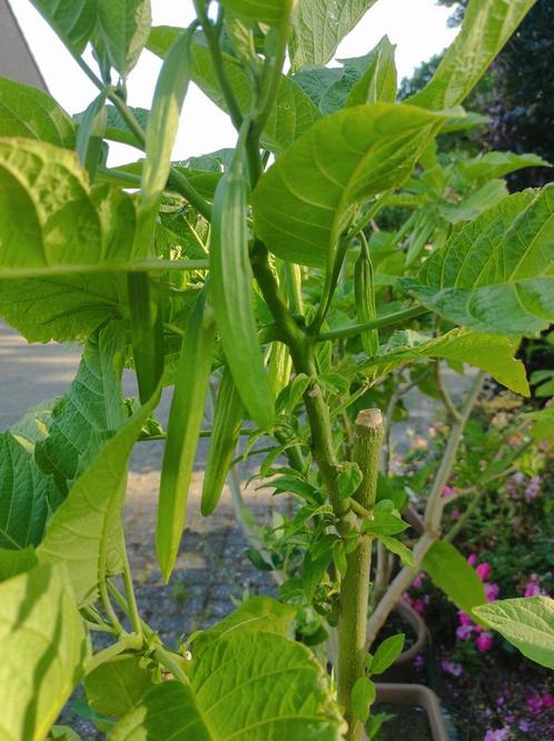 Brumansia, Tuin en Terras, Planten | Tuinplanten, Vaste plant, Overige soorten, Volle zon, Zomer, Ophalen