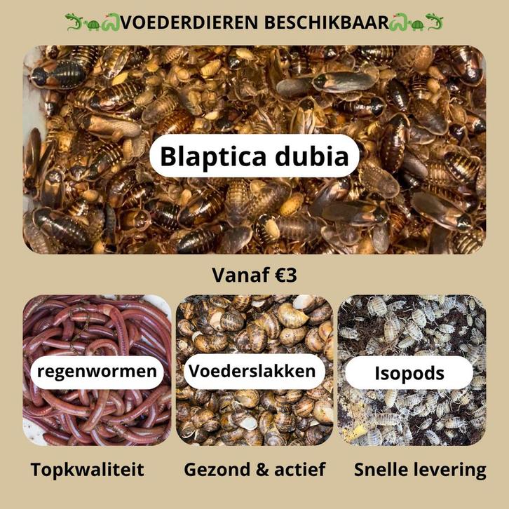 Nourriture pour animaux disponibles - Qualité supérieure, Animaux & Accessoires, Reptiles & Amphibiens, Lézard