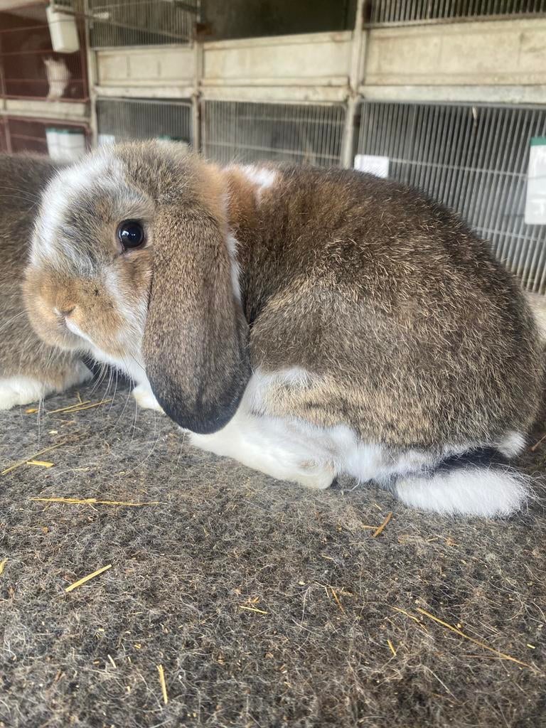 Duitse hangoor konijn, Animaux & Accessoires, Oreilles tombantes