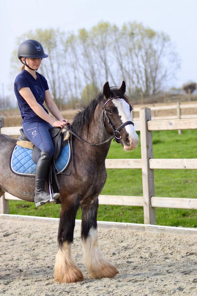 elegante Tinker ruin, Dieren en Toebehoren, Pony's, Ruin