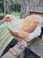 poussins Brahma ourlés doré/blanc, Animaux & Accessoires, Sexe inconnu, Poule ou poulet