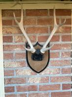 hertekoppen, Ophalen, Zo goed als nieuw, Hert, Gewei of Kop