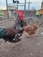 Haan sussex speckled, Dieren en Toebehoren, Pluimvee, Mannelijk, Kip