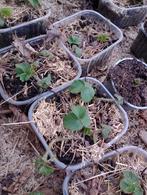 Aardbeiplantjes, Ophalen, Zomer