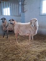 Barbados ooien, Femelle, Mouton, 3 à 5 ans