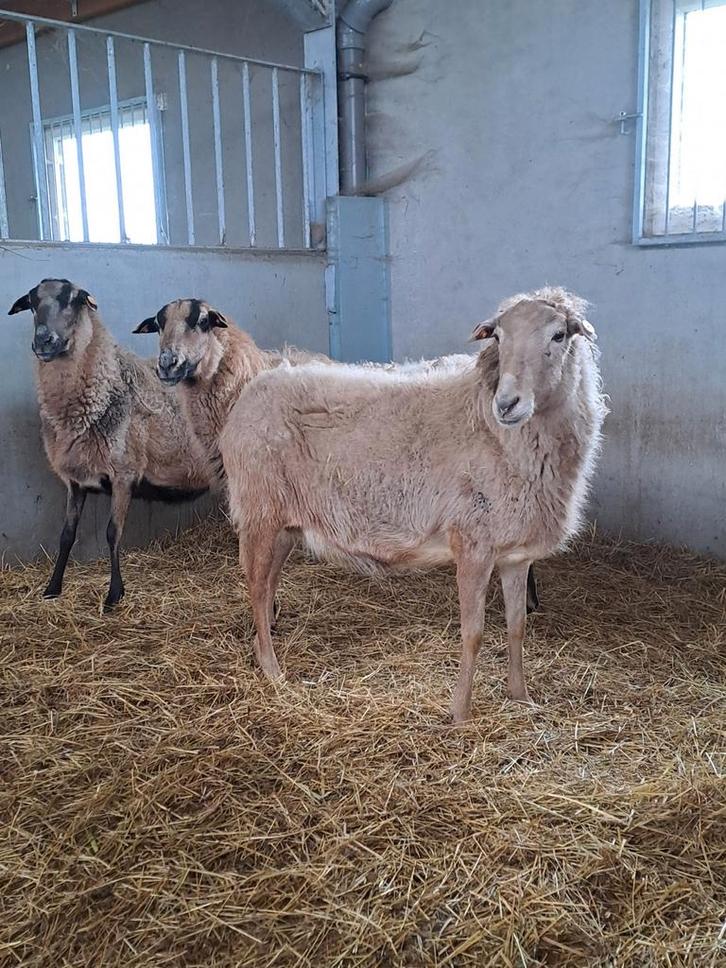 Barbados ooien, Animaux & Accessoires, Moutons, Chèvres & Cochons, Mouton, Femelle, 3 à 5 ans