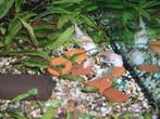 Ancistrus snow white, Dieren en Toebehoren