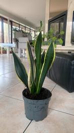 Sanseveria, Enlèvement