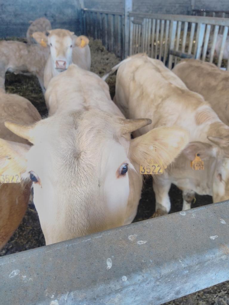 Stal te huur en blonde Aquitaine vaarzen te koop