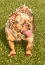 Herplaatser Franse bulldog fluffy choco merle tan dekreu, Animaux & Accessoires, Chiens | Bouledogues, Pinschers & Molossoïdes