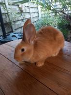 Mooie jonge gele Vlaamse reuzen, Dieren en Toebehoren, Konijnen