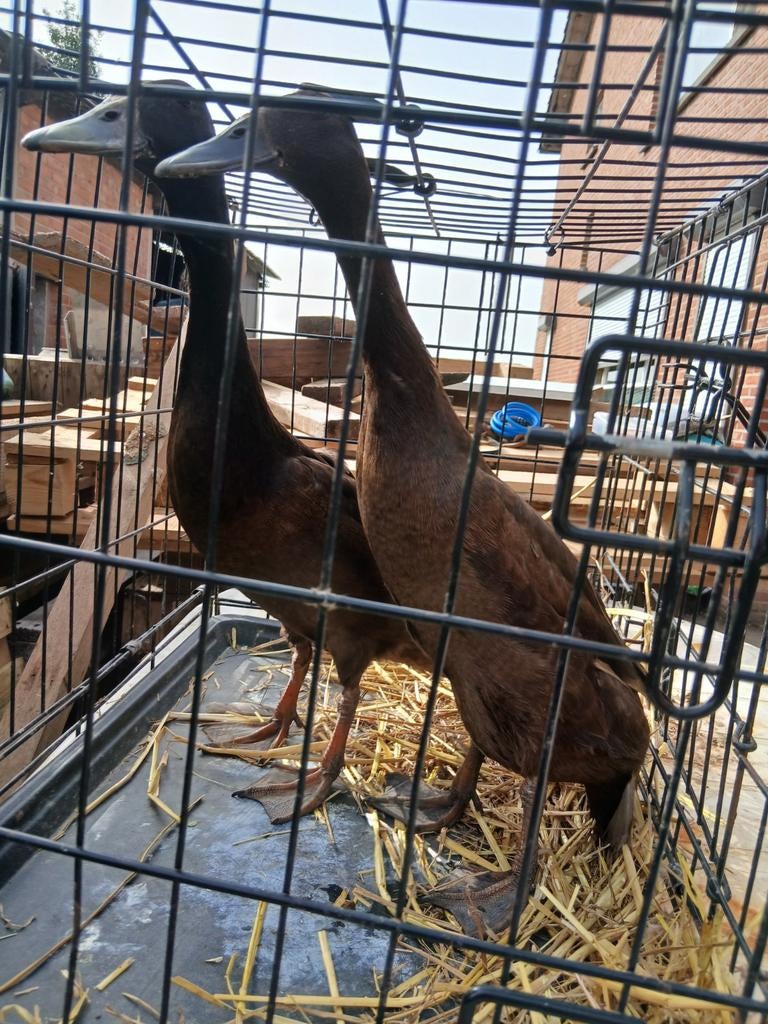 Indische loopeend choco koppel, Dieren en Toebehoren