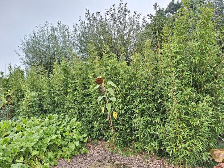 Bamboe Semiarundinaria Fastuosa., Tuin en Terras, Planten | Tuinplanten, Ophalen