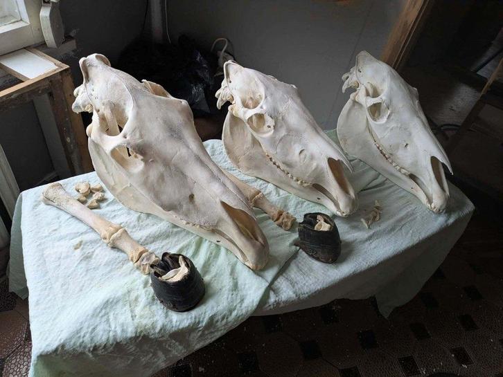 Paardenschedel schedel paard been anatomie paarden botten, Verzamelen, Dierenverzamelingen, Gebruikt, Schedel, Paard, Verzenden