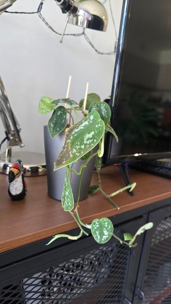 Scindapsus pictus (pothos argenté), Maison & Meubles, Plantes d'intérieur, Autres espèces, Moins de 100 cm, Plante verte, Ombre partielle