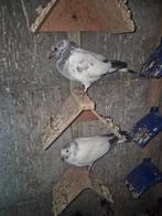 20€ par avion haut de gamme pour le Pakistan