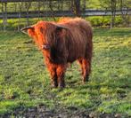 Schotse hooglander stiertje