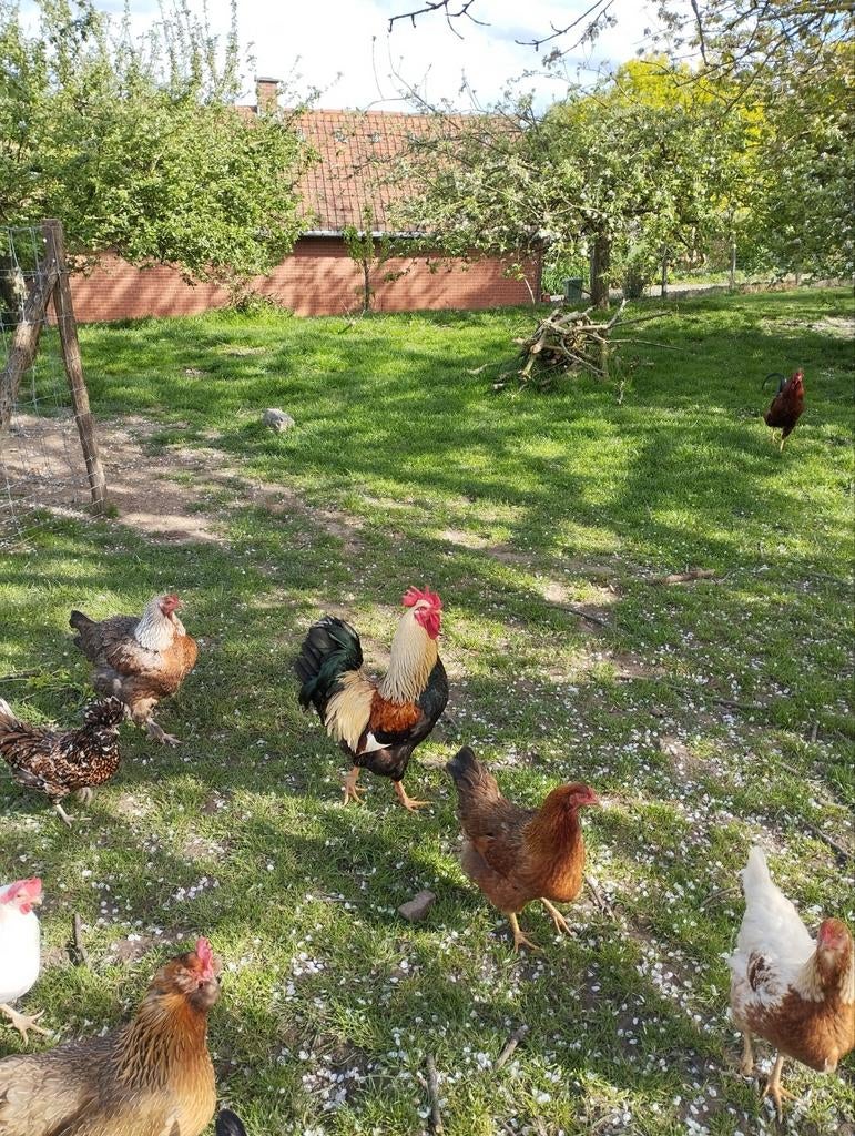 Mooie haan, Animaux & Accessoires, Volatiles