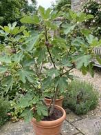 Figuier avec jardinière., Enlèvement ou Envoi, Hiver