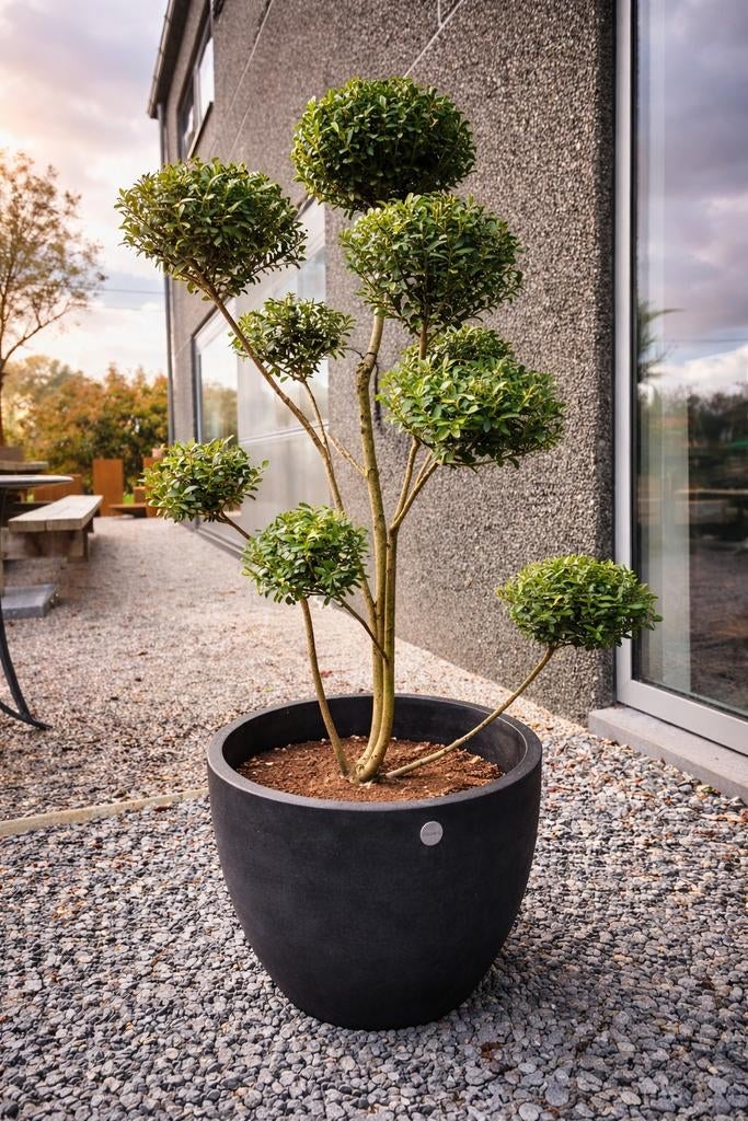 Ilex Green Crenata Bonsai, Jardin & Terrasse, Plantes | Arbres, Enlèvement