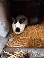 Prachtige jonge Californier moer