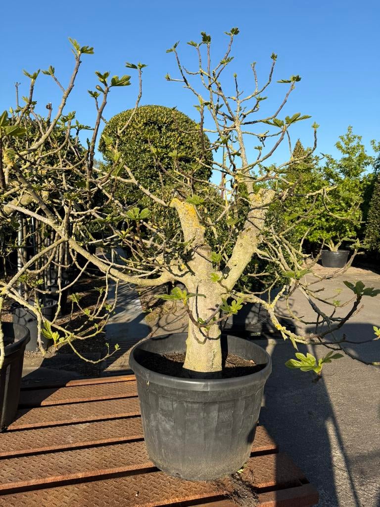 Vijgenboom, Ophalen, In pot