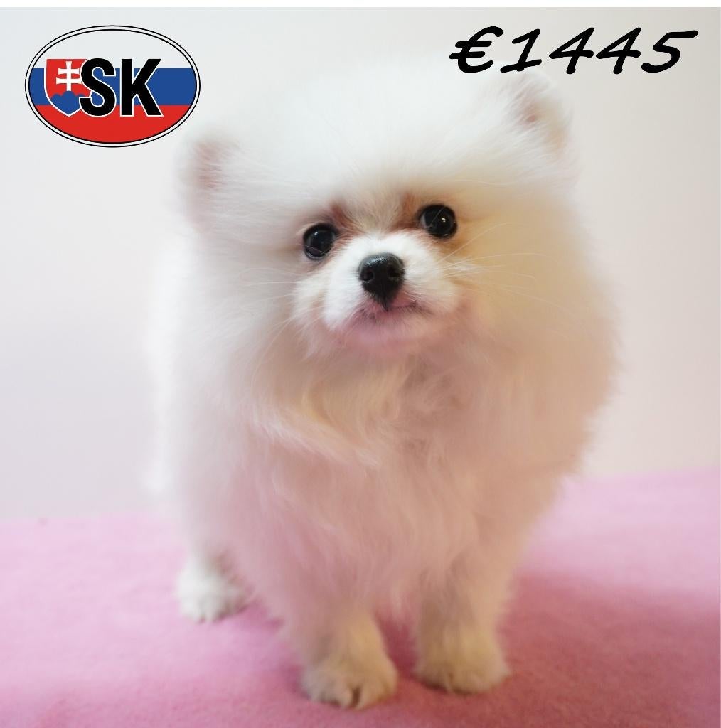 Dwergkees – puppy’s met onweerstaanbare charme te koop, Keeshond, 15 weken tot 1 jaar, Handelaar, Buitenland