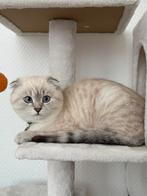 SCOTISH FOLD, Animaux & Accessoires, Chats & Chatons | Chats de race | Poil ras, Chat, Vacciné, 0 à 2 ans