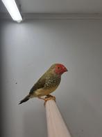 Binsenastrilde, Mannelijk, Tropenvogel, Geringd