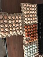 Broedeieren, Dieren en Toebehoren, Pluimvee