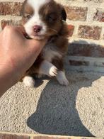 Small miniature american shepherd, Dieren en Toebehoren, Parvo, België, Reu, 8 tot 15 weken