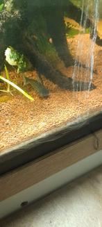 Pangasius, blauwe haai