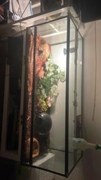 Terrarium + 2 serpents des blés, Enlèvement, Utilisé, Terrarium ou Paludarium