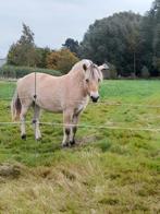 Jument fjord, Dieren en Toebehoren, Pony's, Merrie, Met stamboom, 0 tot 2 jaar, C pony (1.27m tot 1.37m)