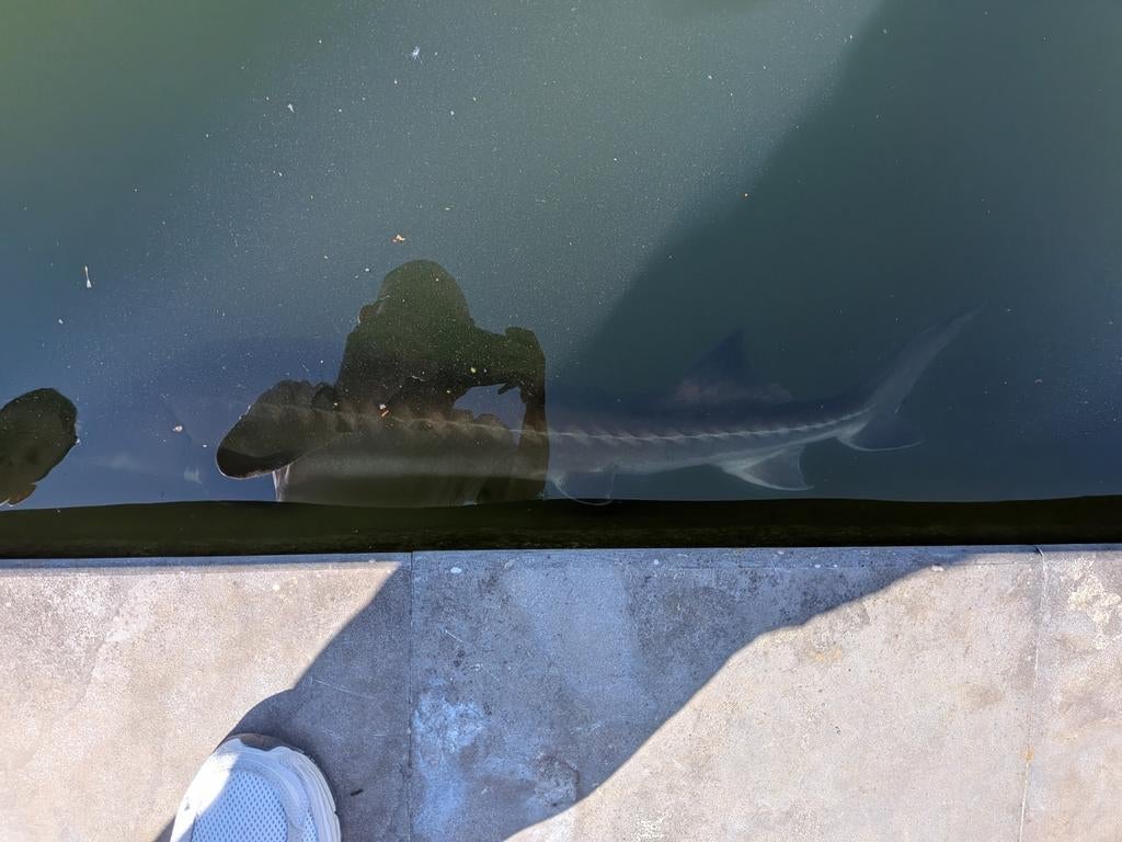 Steur, Dieren en Toebehoren, Steur