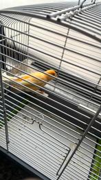 Canari de couleur, Mâle, Canari de couleur