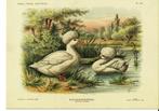 Heruitgave litho's eenden, fazanten, rashoenders, Dieren en Toebehoren, Vogels | Overige Vogels