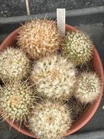 Diverse kleine cactussen, Maison & Meubles, Plantes d'intérieur, En pot, Plein soleil, Plante à fleurs, Moins de 100 cm