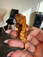 Dark Harlequin with spots wimpergekko, Dieren en Toebehoren