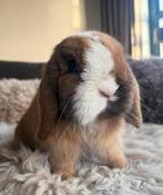 Super lieve minilop ram met stamboom 🤎 (NL), Dieren en Toebehoren, Konijnen, Mannelijk, Hangoor, 0 tot 2 jaar